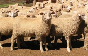 These unshorn August/September drop Poll Dorset cross lambs, 16kg cwt and score 2, sold for $107.50 at Niangala, NSW, on AuctionsPlus yesterday.