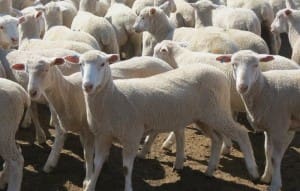 These mid-December shorn Poll Dorset-Primeline lambs, August/September drop, 17.7kg cwt and mostly score 2, sold for $113.50 at Harden, NSW, on AuctionsPlus last week. 