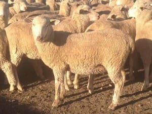 These early November shorn Poll Dorset cross lambs, 18.1kg cwt and mostly score 2, sold for $110.50 at Mansfield, Victoria, this week.