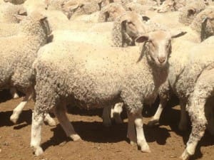 These White Suffolk-Merino cross lambs, 17kg cwt and mostly score 2, sold for $103.50 at Nyngan, NSW, on AuctionsPlus this week.