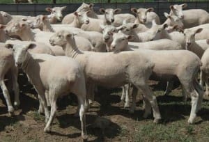 These late January shorn August-September drop White Suffolk cross lambs, 14.2kg cwt and mostly score 2 and 3, sold for $100 at Bundarra, NSW, on AuctionsPlus this week.