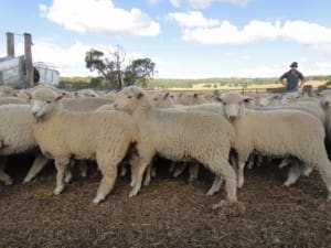 These 760 September-November drop White Suffolk cross lambs, 13.5kg cwt and mostly score 3, sold for $94 at Matheson NSW on AuctionsPLus last week.