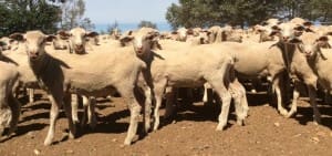 Lambs WSx Mundarlo NSW AuctionsPlus Feb17-16