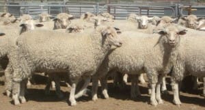 These July-September drop White Suffolk-Merino cross lambs, 15.6kg cwt and mostly score 2, sold for $104.50 at Wee Waa in NSW on AuctionsPlus yesterday.