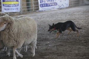 Andrew Rutherford's Doolan's Milly sold for $7000 at the 2016 Jerliderie Working Dog Auction. Picture - Anna Doughan.