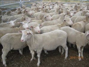 These June-July drop Poll Dorset and White Suffolk lambs, 20.5kg cwt and mid-November shorn, sold for $117 at Glenrowan West in Victoria on AuctionsPlus yesterday. 