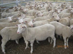 These June-July drop Poll Dorset and White Suffolk lambs, 20.5kg cwt and mid-November shorn, sold for $117 at Glenrowan West in Victoria on AuctionsPlus yesterday.