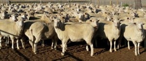 These first cross ewes sold for $251 at Inverleigh, Victoria, on AuctionsPlus last week.