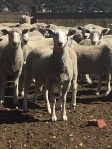 This line of 360 July-August drop composite lambs, 18kg cwt and most score 2 and 3, sold for $106 at Winchelsea, Victoria, on AuctionsPlus last week.