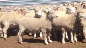 These August September mid-December shorn Poll Dorset cross lambs, 17.2kg cwt and mostly score 2, sold for $109 at Digby, VIctoria, on AuctionsPlus yesterday.