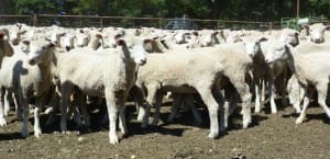 These August-September drop early February shorn Poll Dorset cross lambs, 13kg cwt and mostly score 2, sold for $98 at Goulburn, NSW, on AuctionsPlus yesterday.