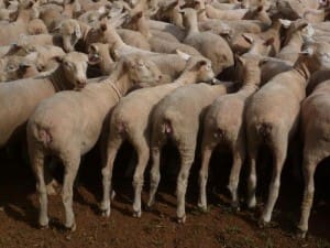 These 356 Poll Dorset cross lambs, 18.2kg cwt and mostly score 2, sold for $110, at Millthorpe, NSW, on AuctionsPlus last week.