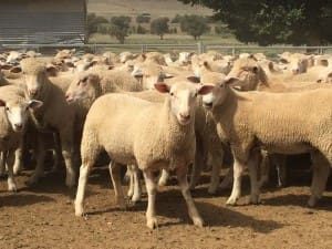 these 430 Jul-August drop late March shorn Poll Dorset cross lambs, m17.7kg cwt and mostly score 2, sold for $106.50 at Coolac, NSW, on AuctionsPlus yesterday.