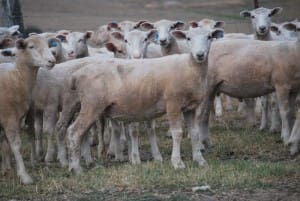 These 315 White Suffolk-composite cross lambs, 17.1kg cwt and mostly score 2, sold for $108.50 at Orange on AuctionsPlus last week.