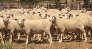 These April-May drop mid-November shorn White Suffolk-Merino cross lambs, 18.8kg cwt and mostly score 2, sold for $107 at Bowning, NSW, on AuctionsPLus this week.