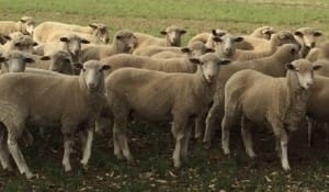 These 350 June-July drop late November shorn White Suffolk cross lambs, 19.7kg cwt and mostly score 2, sold for $108 at Euroa, Victoria, on AuctionsPLus last week. 