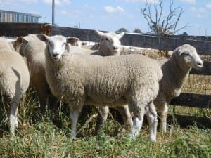 These September-October drop White Suffolk cross lambs, 21.6kg cwt and mostly score 2-3, sold for $97.50 at Guyra, NSW, on AuctionsPlus this week.