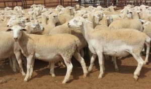 These 390 September-November-drop White Dorper lambs, 13.1kg and mostly score 1, sold for $80 at Menindee, NSW, on AuctionsPlus yesterday. 