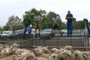 Landmark's Ouyen team sold Piers Farnworth's 68 crossbred lambs for $149 this week.