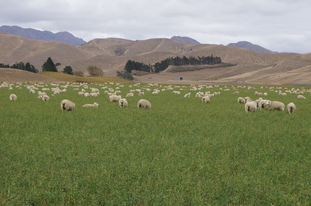 New Zealand sheep Sheep Central