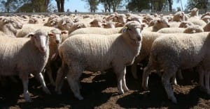 This line of 710 unshorn September-drop Coolalee-Merino cross lambs, 16.8kg cwt and mostly score 2, sold for $93 at Mungindi, NSW, on AuctionsPlus this week.
