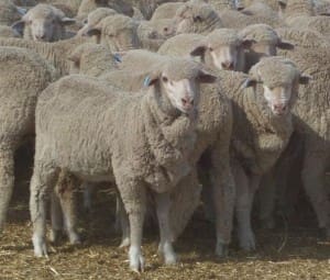 These 360 June-July drop late December shorn Merino lambs, 19.6kg cwt and mostly score 2, at Corobimilla in NSW's Riverina sold for $95.50 on AuctionsPlus yesterday. 
