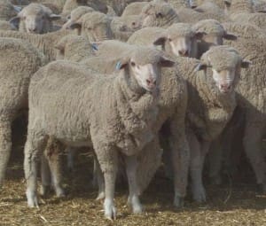 These 360 June-July drop late December shorn Merino lambs, 19.6kg cwt and mostly score 2, at Corobimilla in NSW's Riverina sold for $95.50 on AuctionsPlus yesterday.
