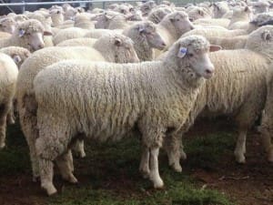 These 225 unshorn July-September drop White Suffolk cross lambs, 17.5kg cwt and mostly score 2, sold for $107 at Mirranatwa, Victoria, on AuctionsPlus last week.