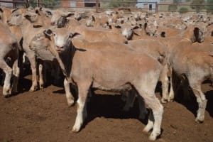 These 5-7 month-old Poll Dorset lambs, 16.8kg cwt and mostly score 2, sold for $107 at Cootamundra in NSW on AuctionsPlus. 