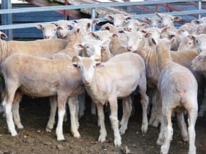 These 250 August-September drop shorn Poll Dorset cross lambs, 15.4kg cwt and mostly score 2, sold for $102 at Holbrook, NSW, on AuctionsPlus this week.