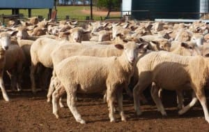 These June-July drop mid-January shorn Poll Dorset cross lambs, 17.3kg cwt and mostly score 2, sold for $105.50 at Maroona in Victoria on AuctionsPlus this week. 