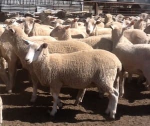 These 178 July-August drop ealry March shorn White Suffolk cross lambs, 13.2kg cwt and mostly score 1, sold for $87 at Strathbodie, Victoria, on AuctionsPlus yesterday.