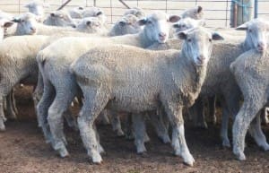 These White Suffolk cross lambs, 17.6kg cwt and mostly score 1, sold for $86 at Pomonal in Victoria on AuctionsPlus this week.