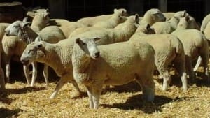 These August-September drop mid-January shorn composite ewe lambs, m47.3kg lwt and mostly score 3, sold for $163 at Portland, Victoria, on AuctionsPlus last week. 