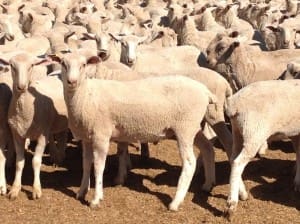 These 840 shorn June-August drop first cross wethers lambs, 18.3kg cwt and mostly score 3 and 4, sold for $105.50 at Trangine, NSW, on AuctionsPlus yesterday.