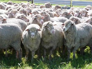 Merino ewes Western Australia April19-16