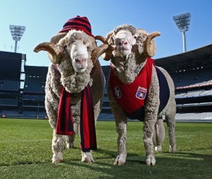 AWI's Fibre of Football mascots Fred and Truffles