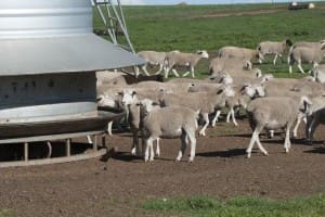 Dorper lambs, feedlot Mar7-16