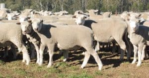 These October-November drop mid-April shorn composite cross lambs, 17.9kg cwt and score 2, sold for $118.50 at Walcha, NSW, on AuctionsPlus last week. 