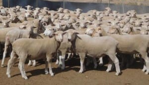 These 400 early-April shorn Coolalee-Merino cross lambs, 19.3kg cwt and mostly score 2-3, sold for $105.50 at Tara in southern Queensland on AuctionsPlus yesterday.