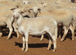 These 6-9 month-old Dorper and White Dorper lambs, 13.2kg cwt and mostly score 1, sold for $95.50 at Broken Hill in NSW on AuctionsPlus this week.