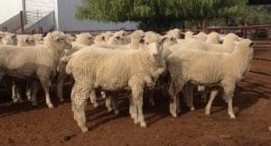 These early February shorn August-September drop first cross wether lambs, 17.5kg cwt and mostly score 2, sold for $120 at Walgett in NSW on AuctionsPlus this week.