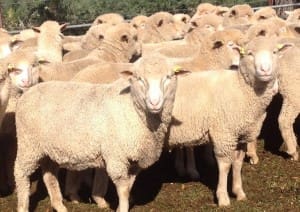 These late November shorn August-September drop Poll Dorset and Southdown cross lambs, 16.4kg cwt and mostly score 2, sold for $110.50 at Kinglake in Victoria on AuctionsPlus yesterday.
