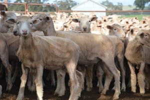 These mid-May shorn August-September drop Poll Dorset cross lambs, 16.4kg cwt and mostly score 2s, sold for $20.50 at Cootamundra, NSW, on AuctionsPlus this week.