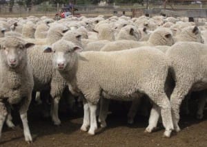 These July drop mid-November shorn White Suffolk cross lambs, 16.7kg cwt and mostly score 3, sold for $106 at Avenel in Victoria on AuctionsPlus last week.