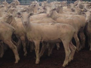 These 350 Poll Dorset cross lambs, 14.4kg cwt and mostly score 1, sold for $103 at Mansfield in Victoria on AuctionsPlus this week. 