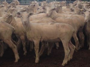 These 350 Poll Dorset cross lambs, 14.4kg cwt and mostly score 1, sold for $103 at Mansfield in Victoria on AuctionsPlus this week.