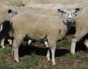 These August-September drop early March shorn Suffolk cross lambs, 14.5kg cwt and mostly score 2, sold for $90.50 at Armidale, NSW< on AuctionsPlus yesterday.