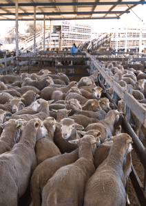 Loading sheep May20-16
