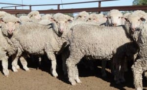 Merino lambs2 Dirranbandi Qld AuctionsPlus May2-16